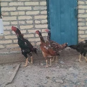 horaz
