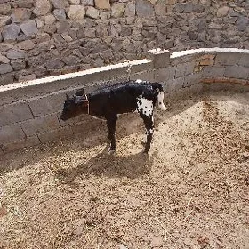 goleli sigir