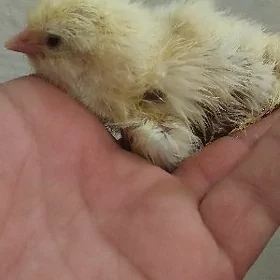 Brahma, induk, Tejen jüyjeler