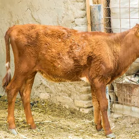 gulajun