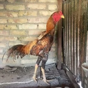 Horaz