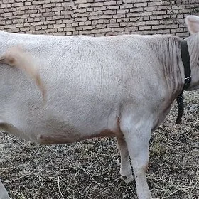 Sygyr Tüwe