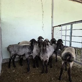 işşekler