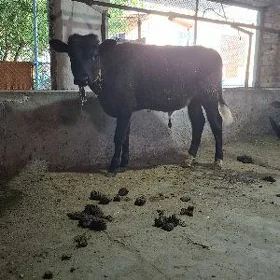 Okuzce