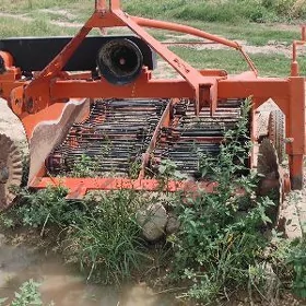 kartoska gazyan