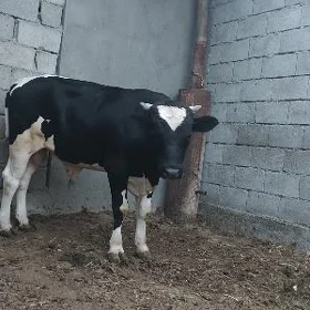 okuz ala bakylayp Duralan