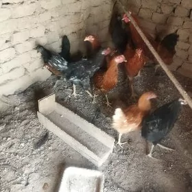 ýasyl bas towuk