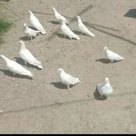 kepderi