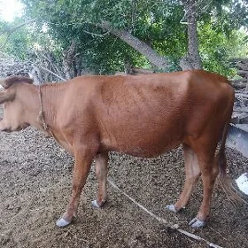 gulajyn göle 2 ỳașynda