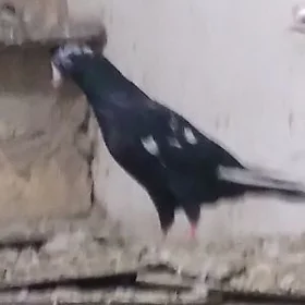 кепдери