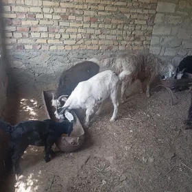 OWLAKLY.GEÇI 6.sany DOG.