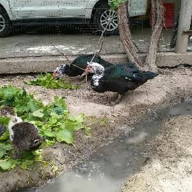 Индоутка селезень
