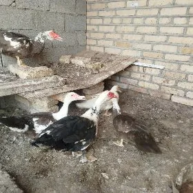indutga gaz