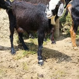 Gysyr geçi