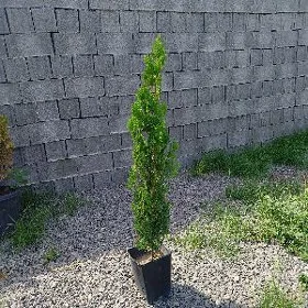 yolka compaktni