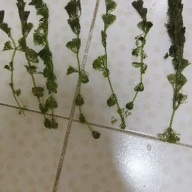 Кабомба