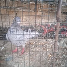 kepder