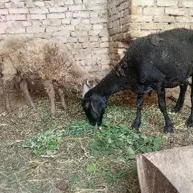 Koçkar goyun
