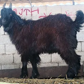 çewiş
