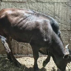 sygyr