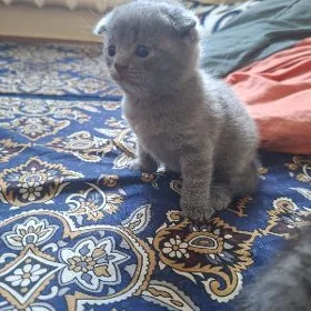 shotlanskiy vislouhiy pishik