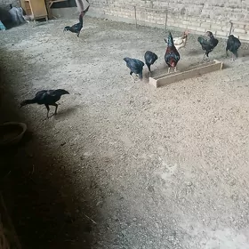 ParodaParoda Yumurtga