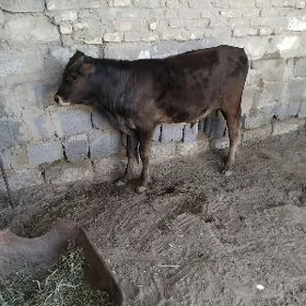 ŞWES OKÜZ ARASSA