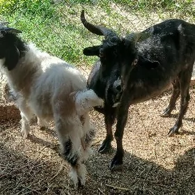 owlakly geçi