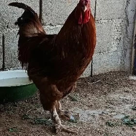 horaz