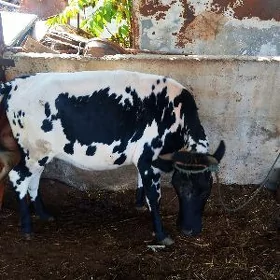 Sygyr