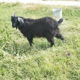 çewiş