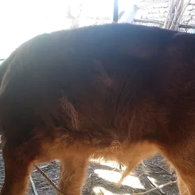 goleli sygyr