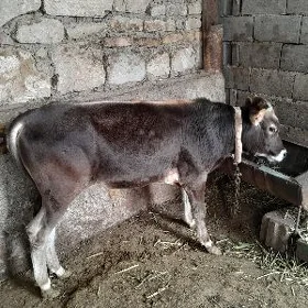 Öküz