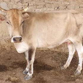 göleli sygyr