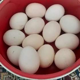 yumurtga