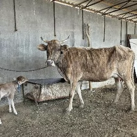 göleli