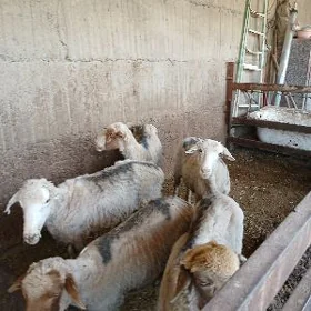 Merenos Goýun