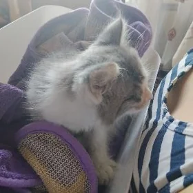 котенок
