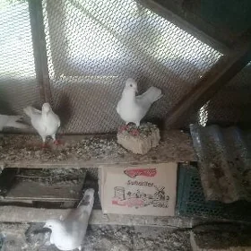 kepderi