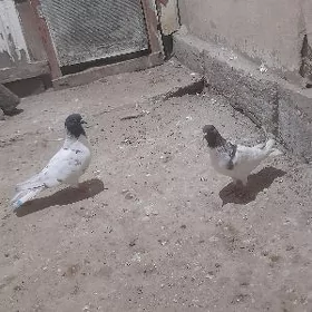maska guş abmen bolar