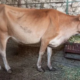 Sygyr