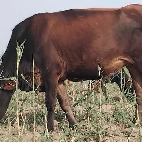 sygyr