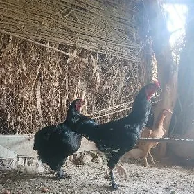 brama paroda
