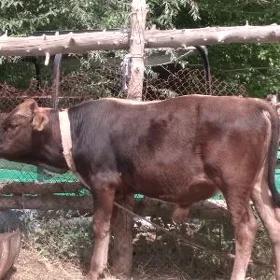 Öküz