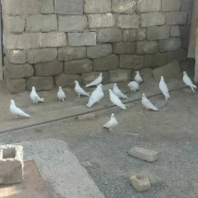 kepderi