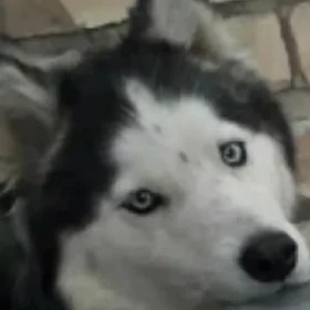 AFINA