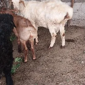 goyun issek bakylan