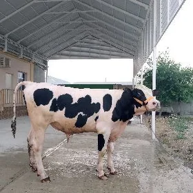 okuxokuz