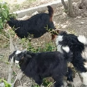 geciler