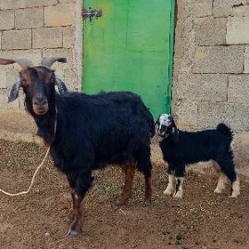 owlakly geçi